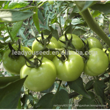 AT501 Tanglang good fruit setting hybrid tomato seeds